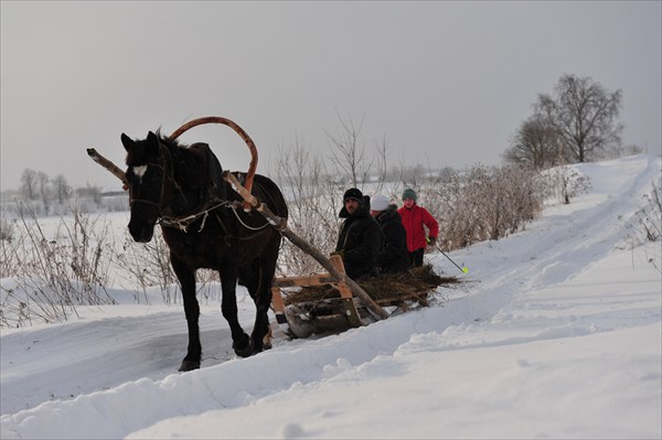 Лошадка, везущая хвороста воз.....Фото Л.Гольдин